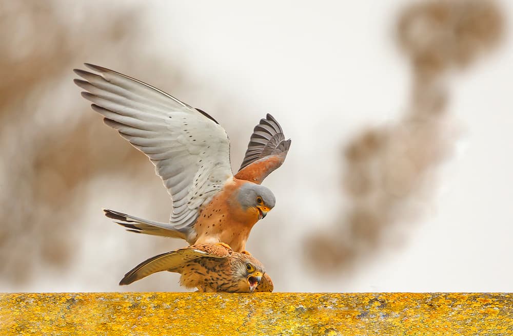 Fighting Kestrels by Shlomo Waldmann — canvas wall art