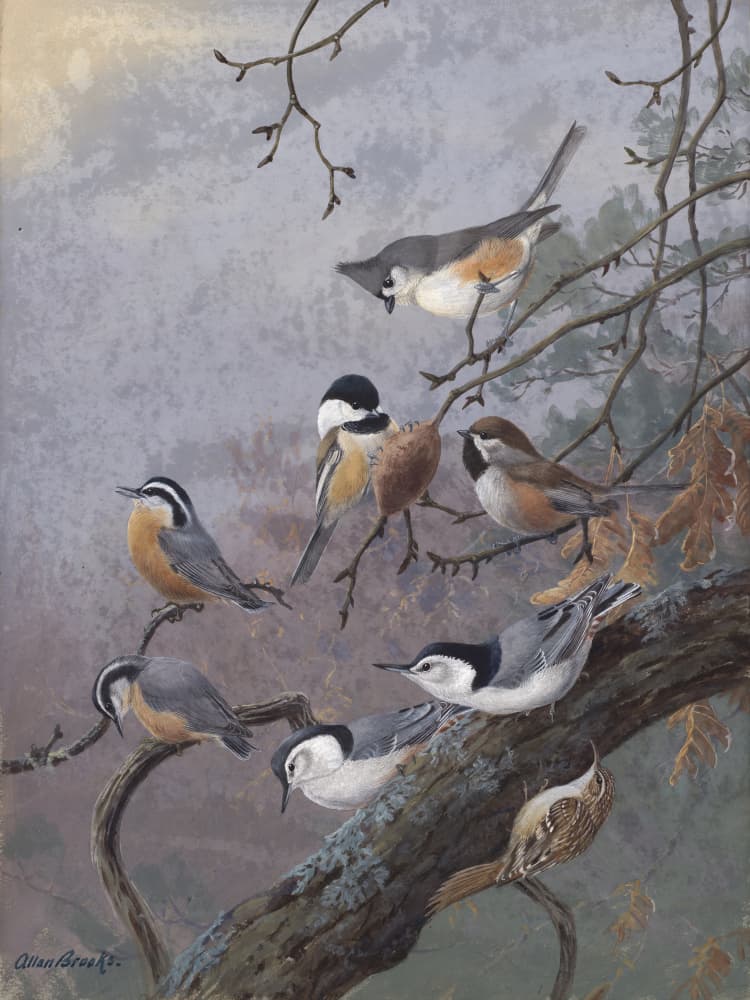 Bird Mix By Allan Brooks by Allan Brooks — canvas wall art