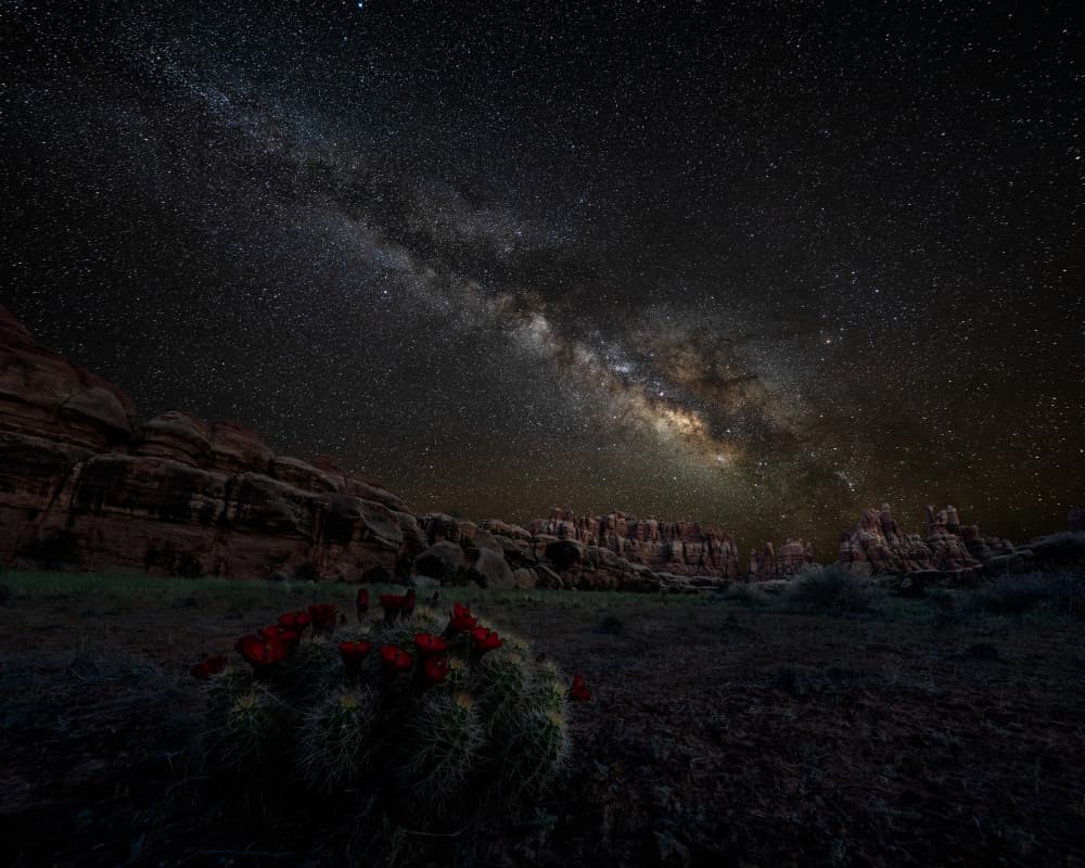 Milky Way Desert Bloom by John Fan — canvas wall art