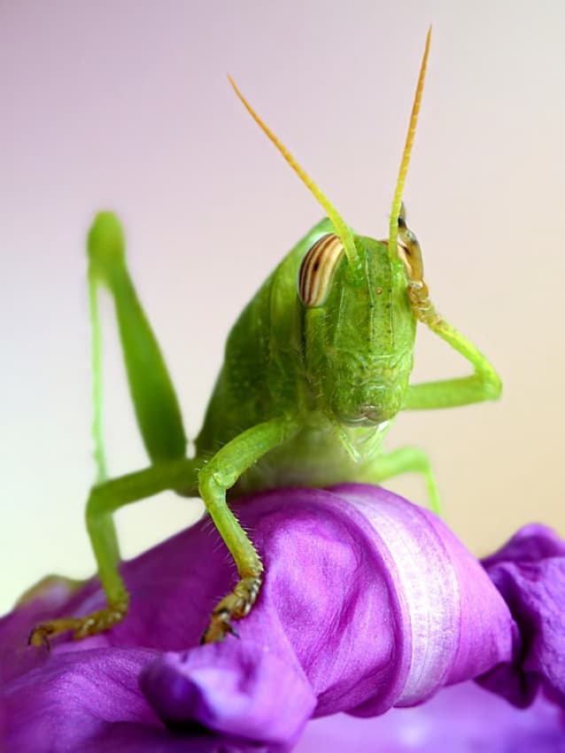 Green Grasshopper Close-up by Jimmy Hoffman — canvas wall art