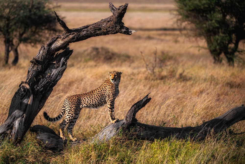 Cheetah on Log by Mohammed Alnaser — canvas wall art