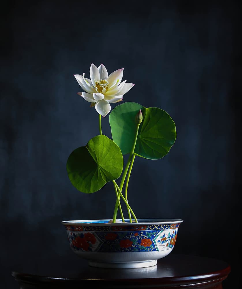 White Lotus Serenity by Fangping Zhou — canvas wall art