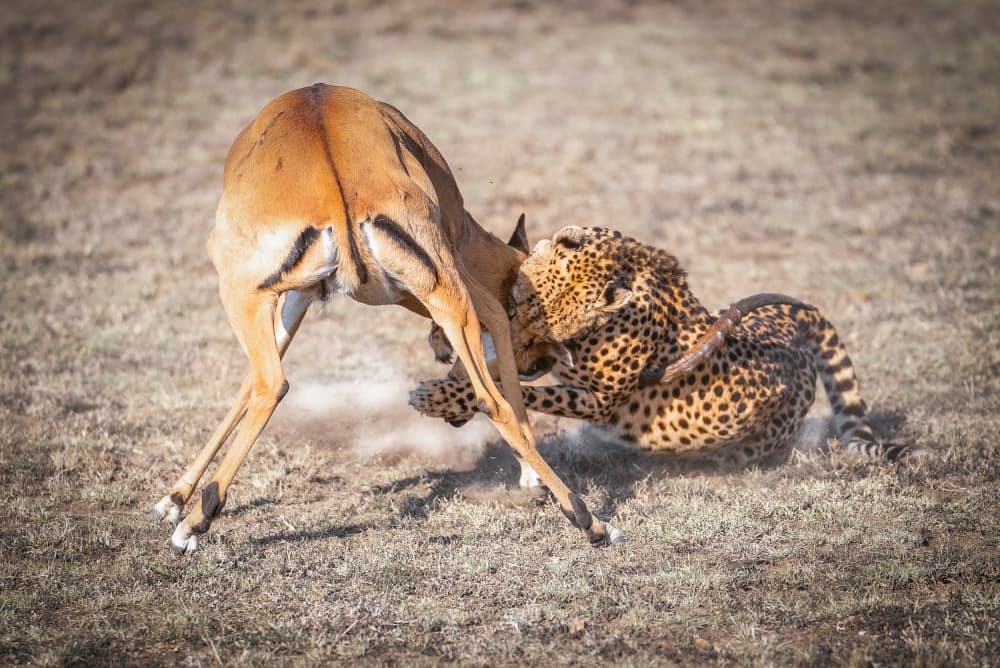 Cheetah Impala Hunt by tianhuayu — canvas wall art