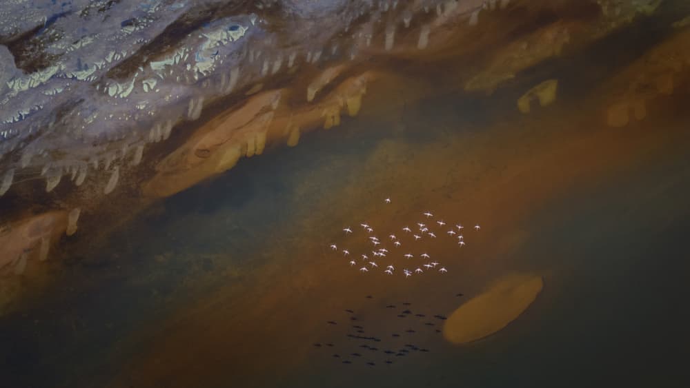 Aerial Flamingo Lagoon by Sheila Xu — canvas wall art