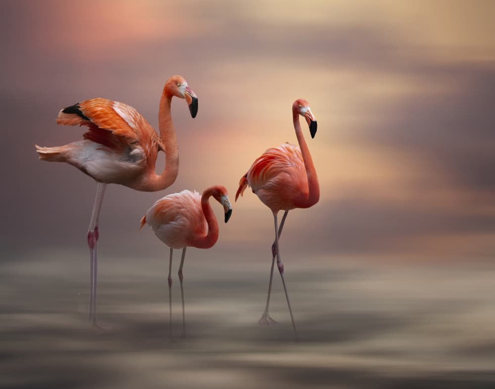 Pink Flamingos Sunset by Krystina Wisniowska — canvas wall art