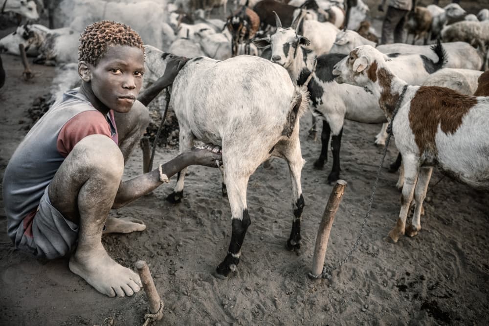 Boy Milking Goat by Trevor Cole — canvas wall art