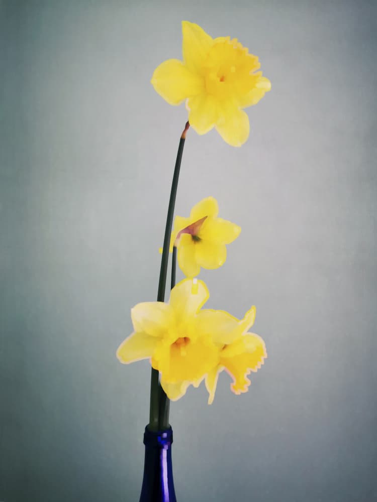 Yellow Daffodils In Blue by Angelo Cerantola — canvas wall art