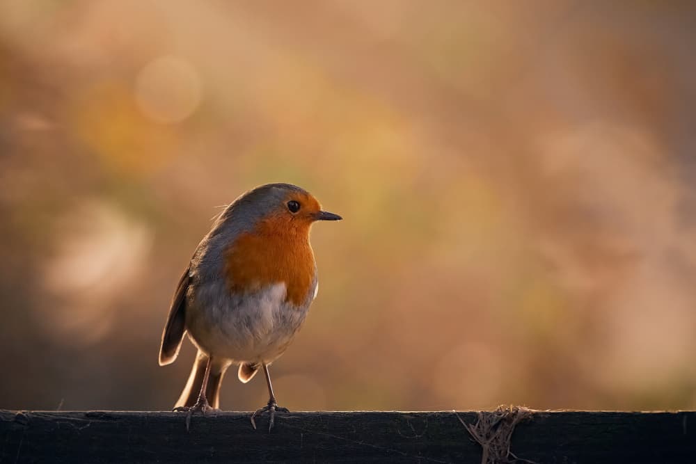 Golden Light Robin by Stuart Williams — canvas wall art