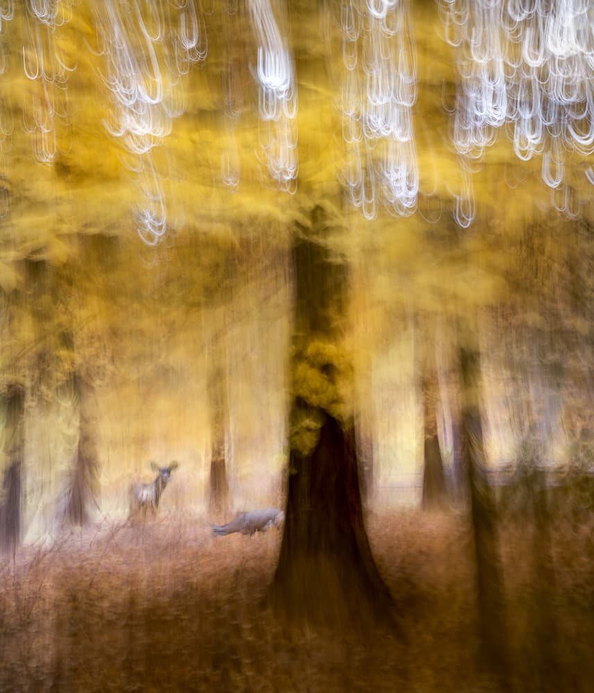 Dreamy Autumn Forest Deer by Shenshen Dou — canvas wall art