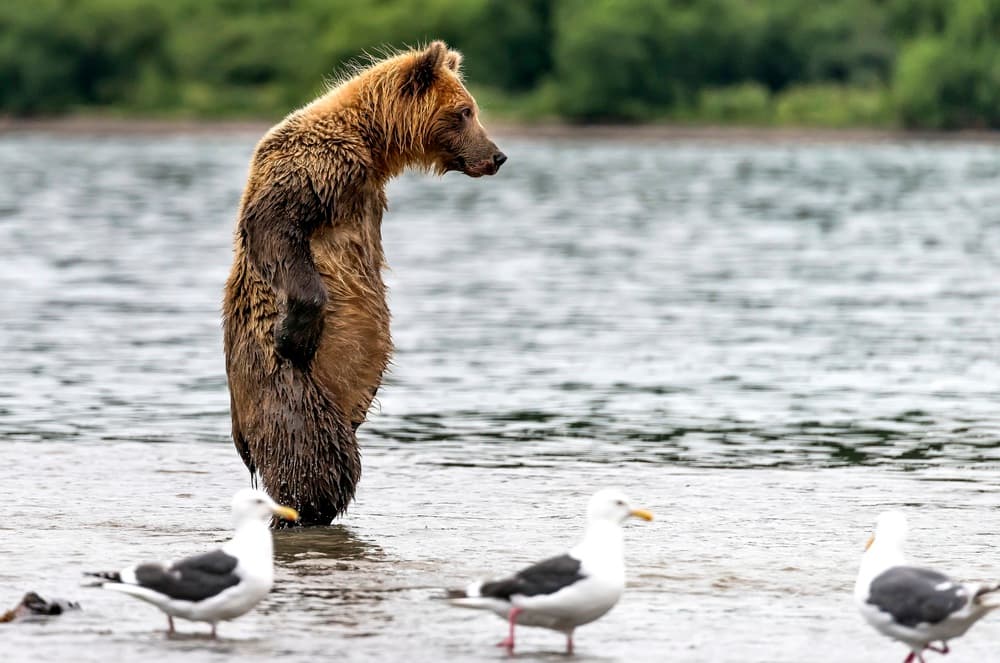 Brown Bear Wading by Giuseppe DAmico — canvas wall art