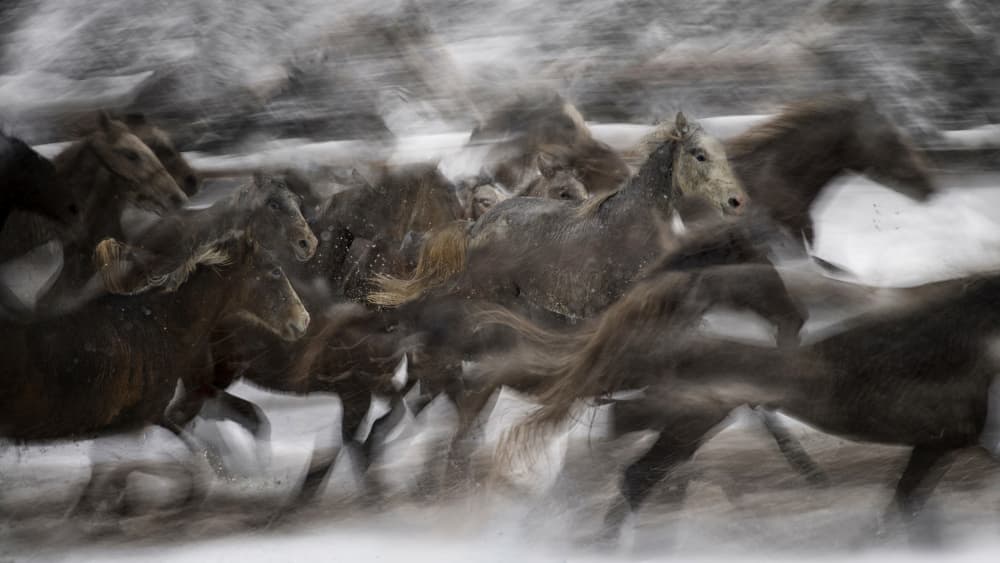 Galloping Snow Horses by Milan Malovrh — canvas wall art