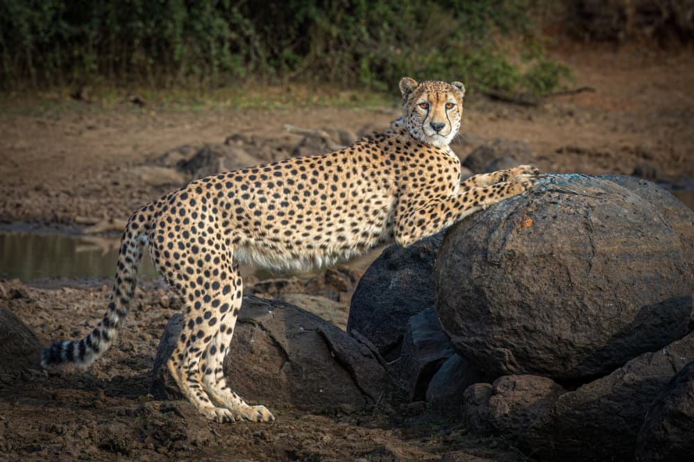 Alert Cheetah on Rocks by Jeffrey C. Sink — canvas wall art