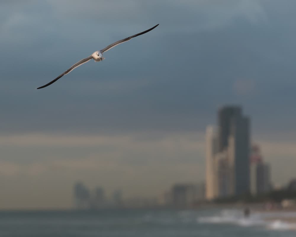 Seagull Over Coastal City by Patrick Dessureault — canvas wall art