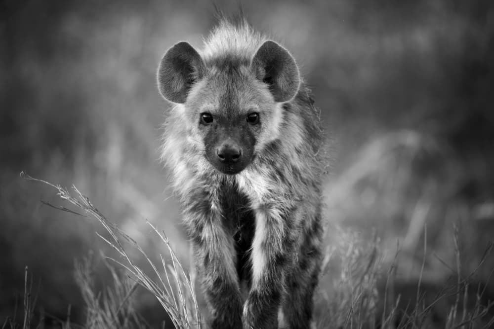 Young Hyena Gaze by Ali Khataw — canvas wall art