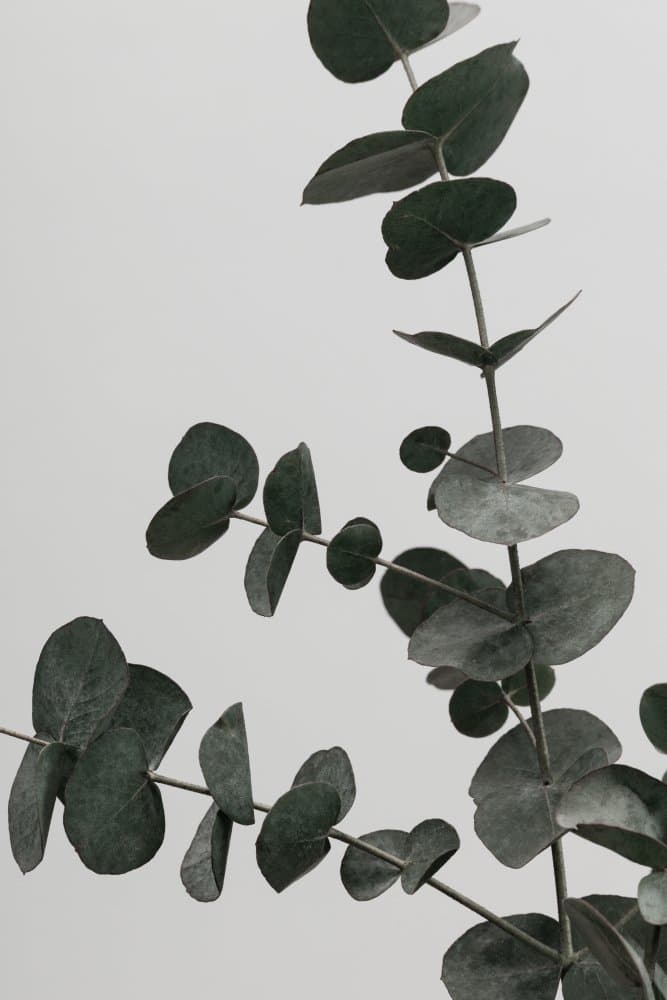 Serene Eucalyptus Branch by Pictufy Studio III — canvas wall art