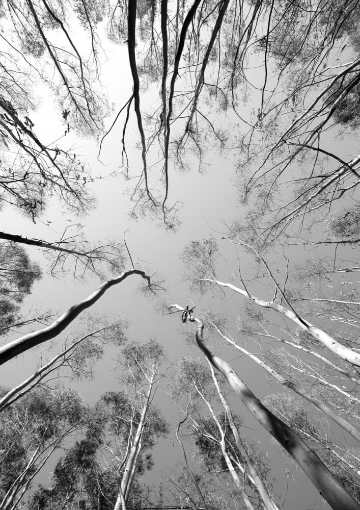 Skyward Symphony by Shot by Clint — canvas wall art