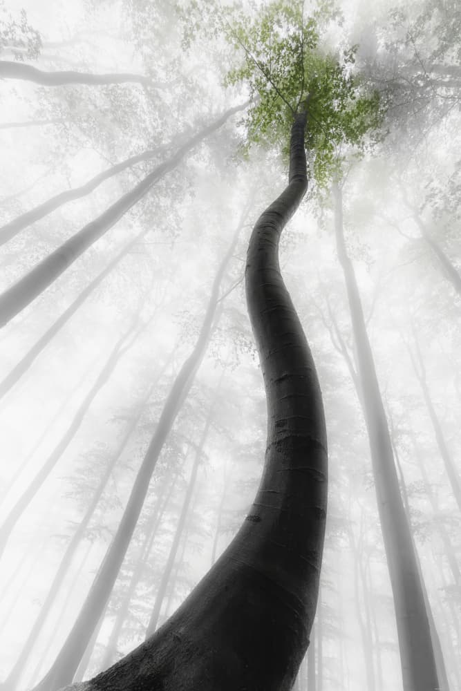 Graceful Tree Fog by Tom Pavlasek — canvas wall art