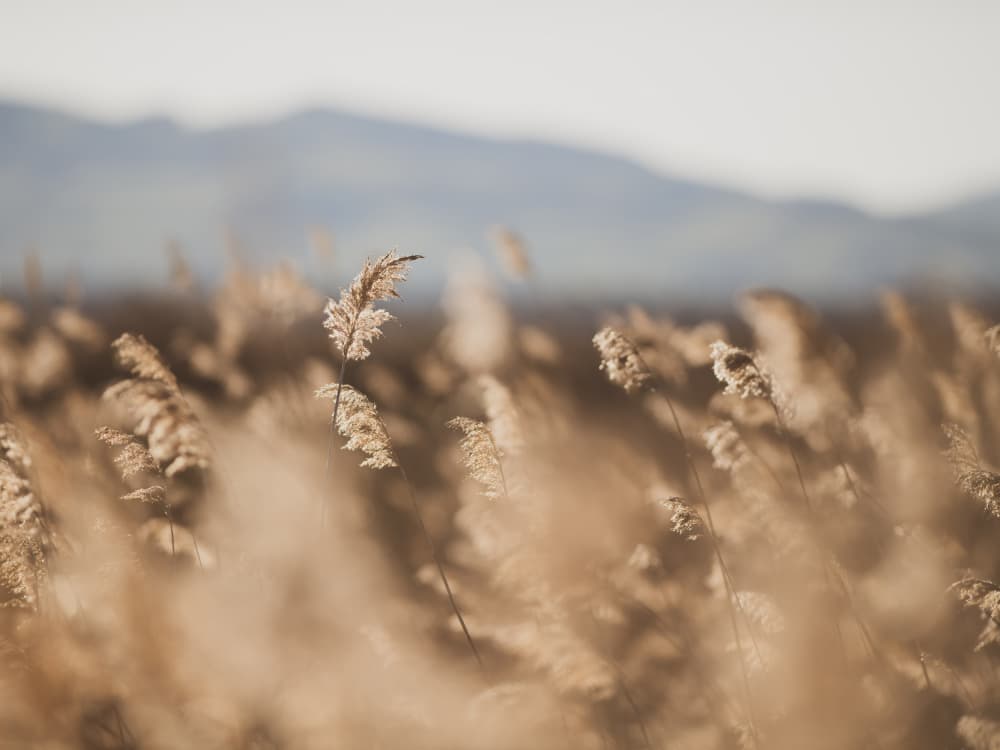 Golden Hour Reeds by Crystal Lynn Collins — canvas wall art