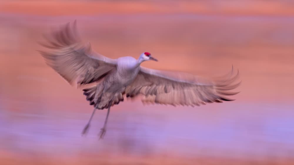 Dynamic Crane Flight by John Fan — canvas wall art