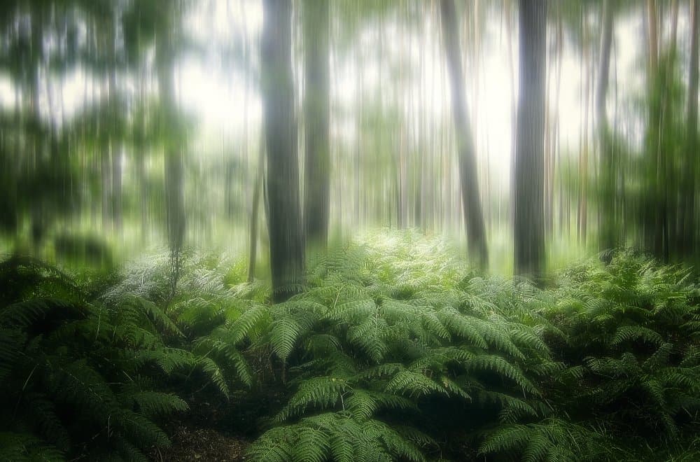 Dreamy Forest Light by Anna Cseresnjes — canvas wall art