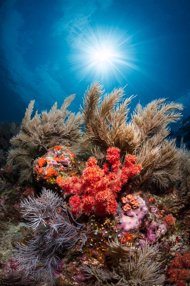Sunlit Coral Garden by Barathieu Gabriel — canvas wall art