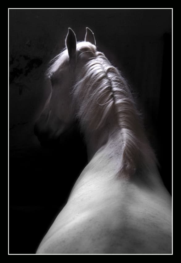 Elegant White Horse by Milan Malovrh — canvas wall art