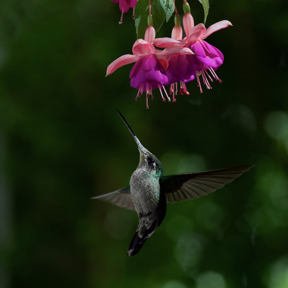 Vibrant Hummingbird Fuchsia by David Manusevich — canvas wall art