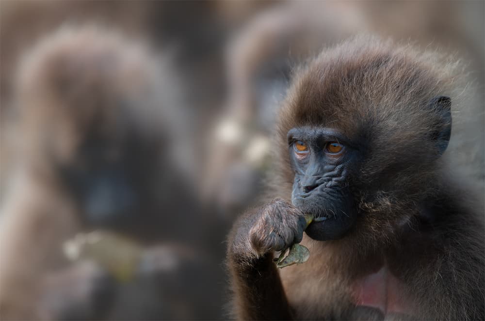 Thoughtful Baby Monkey by Roberto Marchegiani — canvas wall art