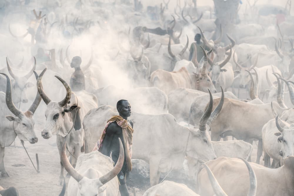 Dinka Cattle Herders by Trevor Cole — canvas wall art