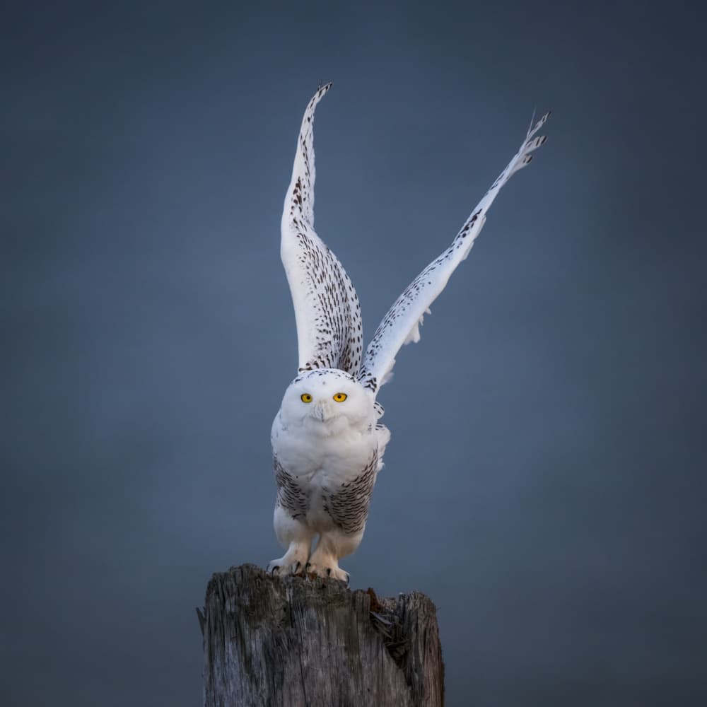 Snowy Owl Spreading Wings by Xiaobing Tian — canvas wall art