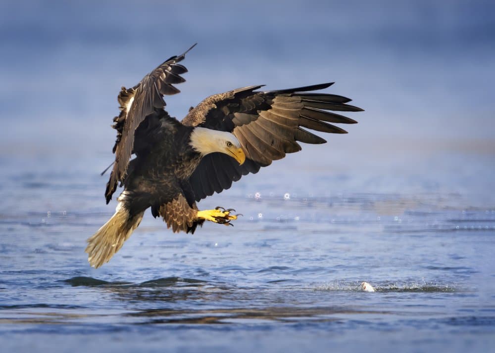 Bald Eagle Hunting Fish by Rob Li — canvas wall art