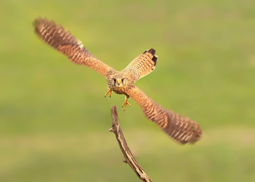 Focused Kestrel Flight by Annie Poreider — canvas wall art