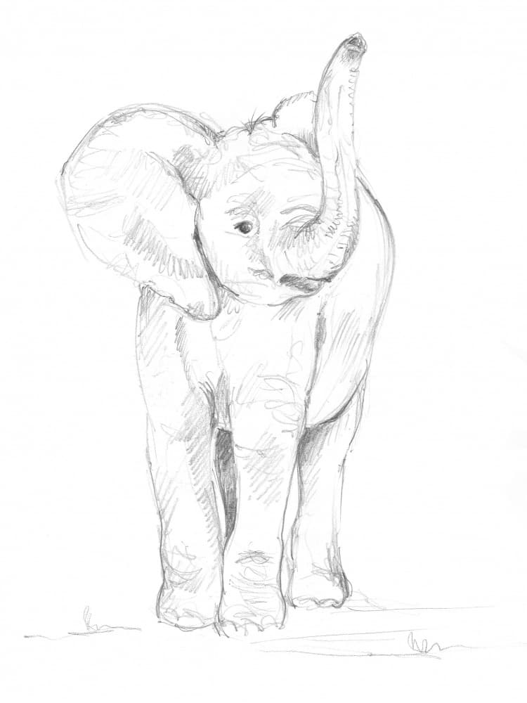 Baby Elephant 02 by Isabelle Brent — canvas wall art