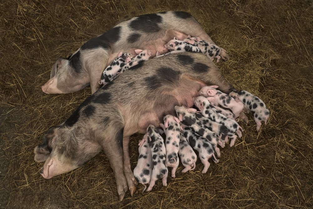Spotted Piglet Family by Gert van den Bosch — canvas wall art