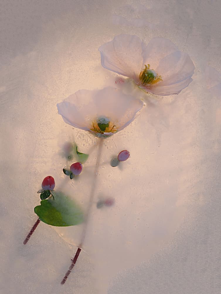 Delicate Flowers In Ice by Pedro Uranga — canvas wall art