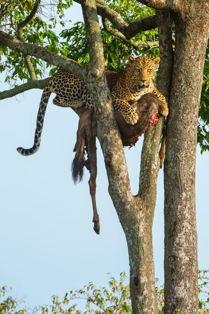 Leopard In Tree With Prey by Mohammed Alnaser — canvas wall art