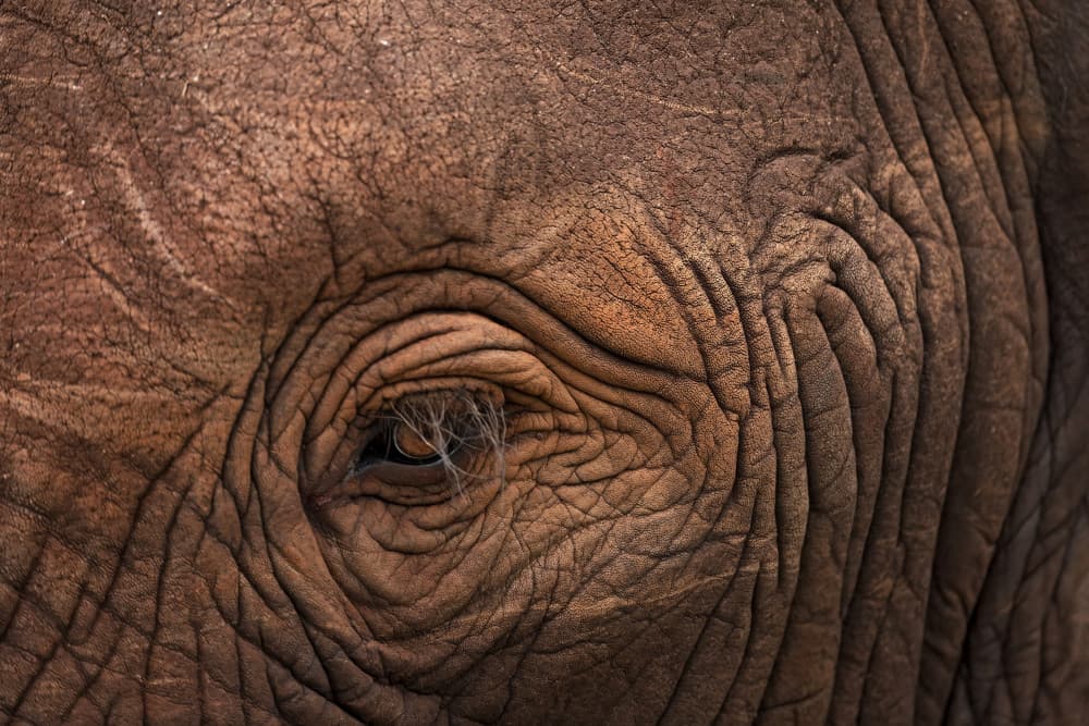 Elephant's Wrinkled Eye by Marco Pozzi — canvas wall art