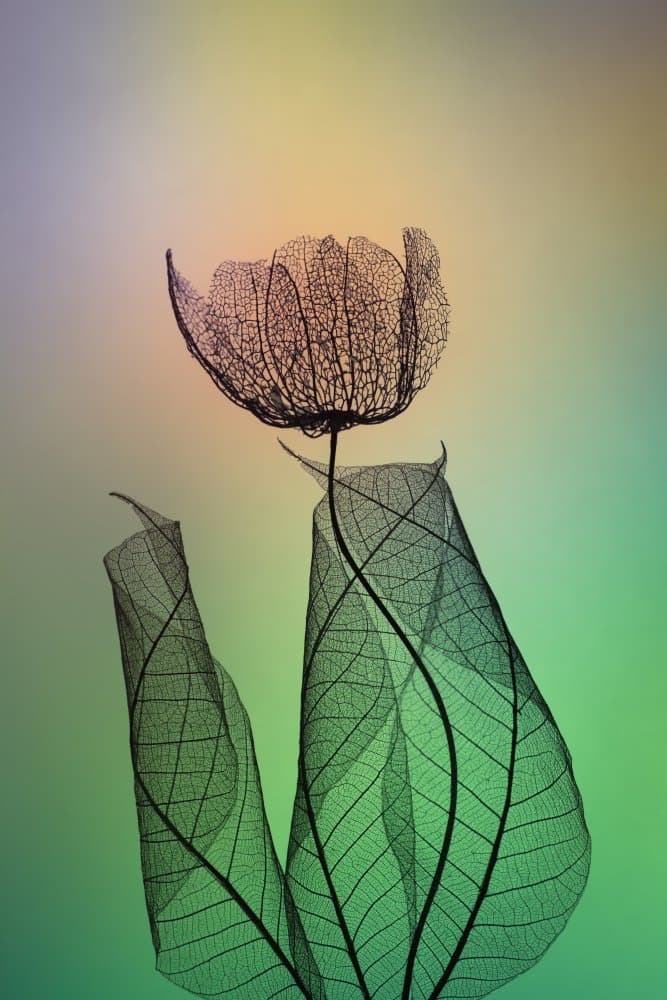 Skeletal Botanical Bloom by Shihya Kowatari — canvas wall art
