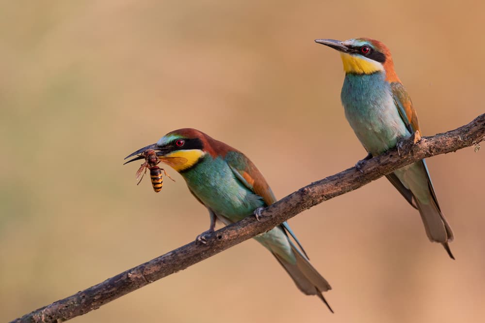 Colorful Bee-eaters with Wasp by Paolo Bolla — canvas wall art