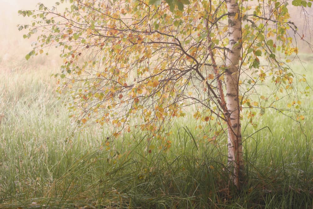Misty Autumn Birch by Hamed Bank — canvas wall art