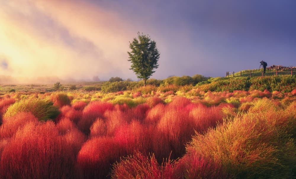 Misty Autumn Field by Tiger Seo — canvas wall art