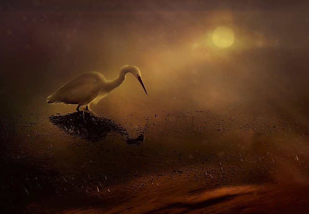 Egret in Golden Light by Elena Arjona — canvas wall art