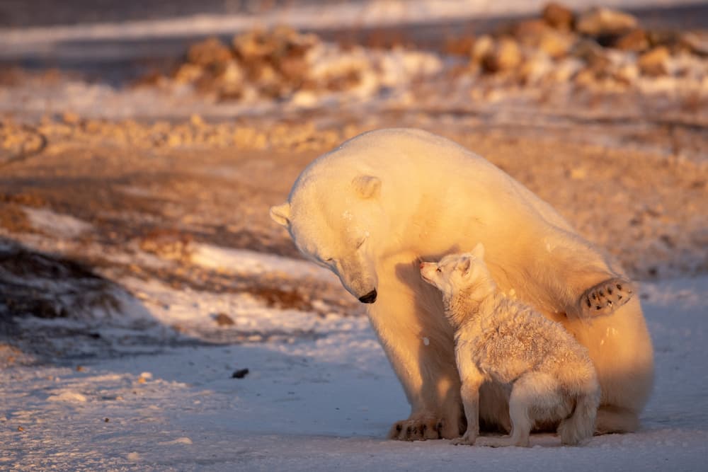Gentle Arctic Friendship by Alessandro Catta — canvas wall art