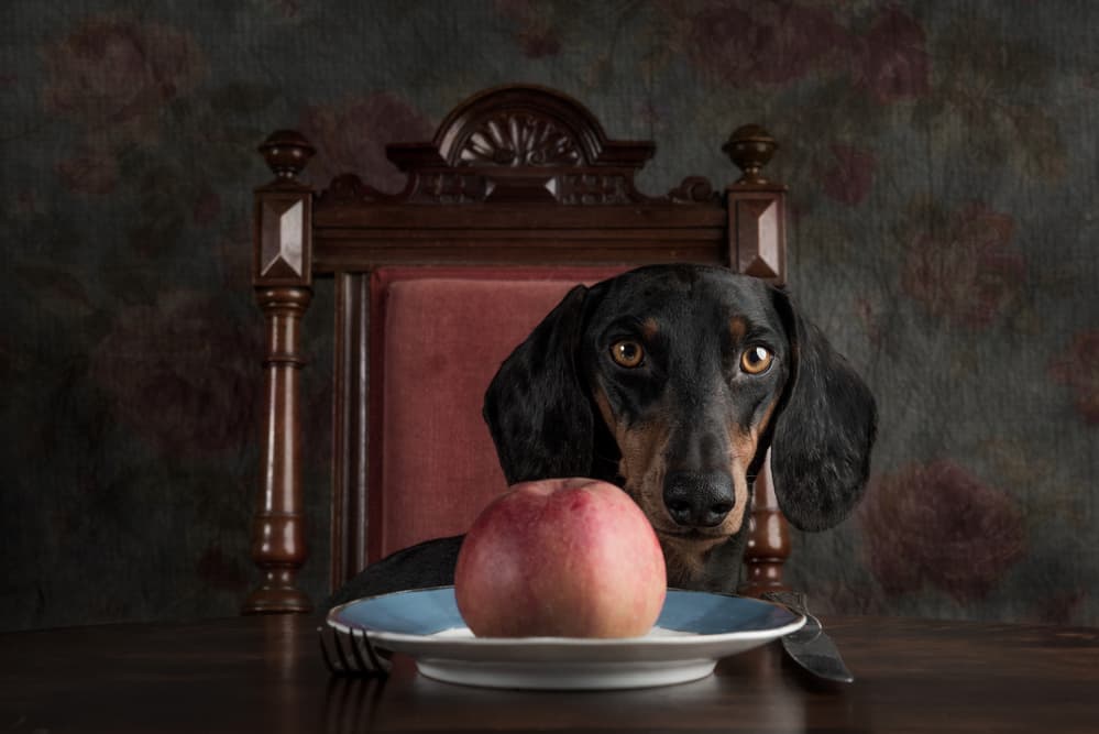 Whimsical Dachshund Dinner by Heike Willers — canvas wall art