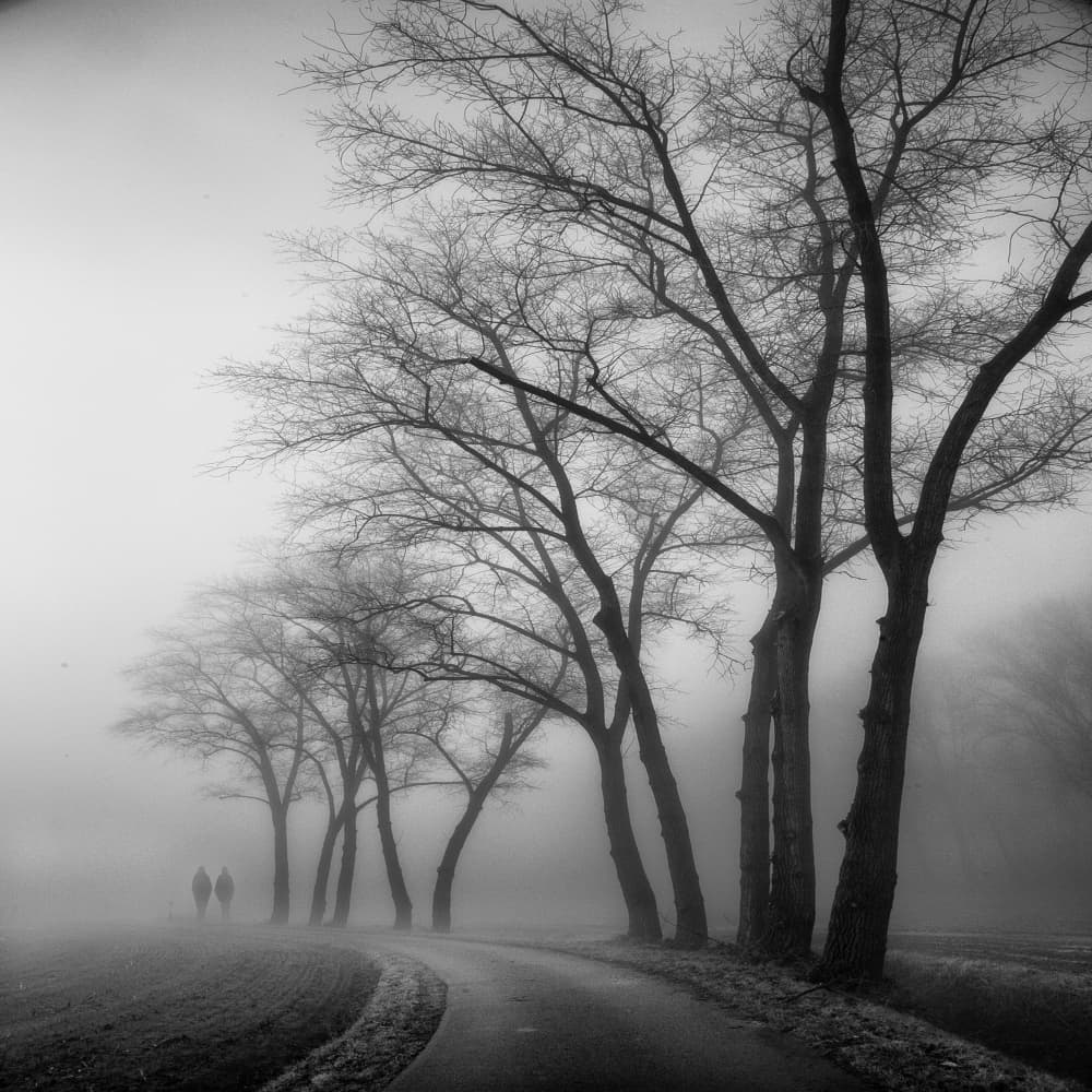 Misty Path Bare Trees by Yvette Depaepe — canvas wall art
