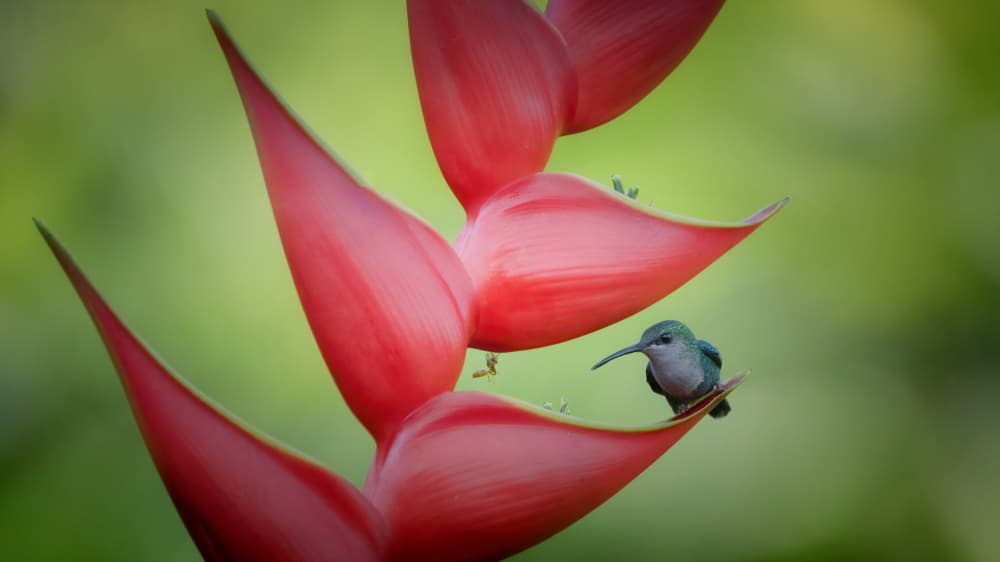 Hummingbird on Tropical Flower by Sheila Xu — canvas wall art
