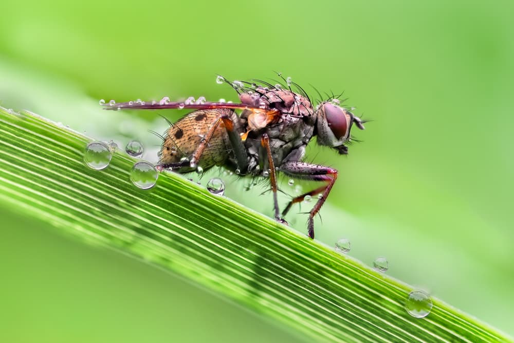 Green Leaf Dewdrop Fly by Atul Saluja — canvas wall art