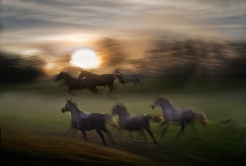 Galloping Wild Horses by Milan Malovrh — canvas wall art