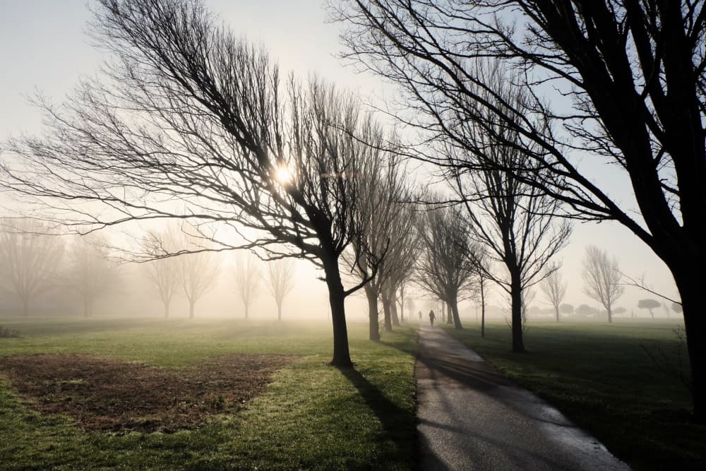 Sunlit Misty Park Path by Elizabeth Allen — canvas wall art