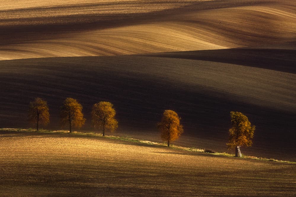 Golden Fields and Trees by Tomasz Rojek — canvas wall art